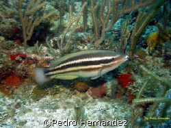Striped Parrotfish (juvenile).Humacao Puerto Rico,Camera ... by Pedro Hernandez 